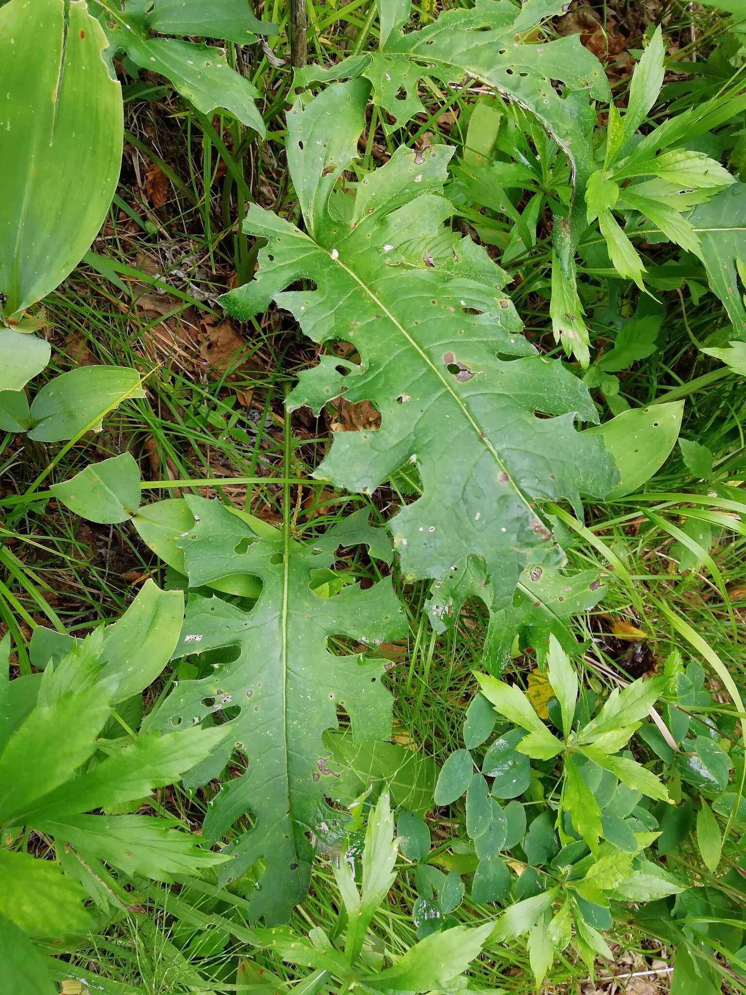 Image of Saussurea recurvata (Maxim.) Lipsch.