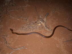 Image of Curl snake