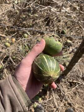 Image of winter squash