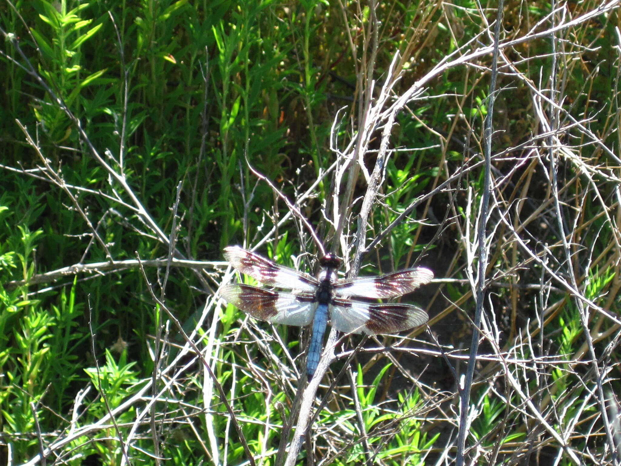 Image of Desert Whitetail