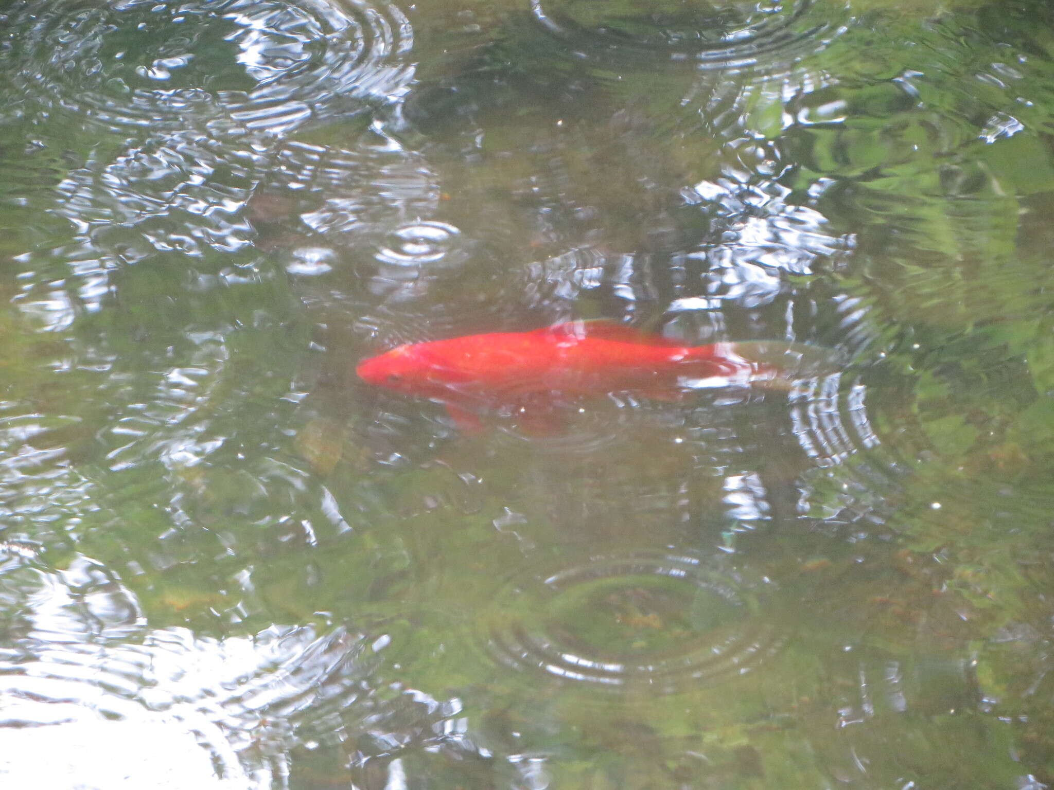 Image de Poisson rouge