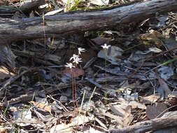 Image of Musky caps