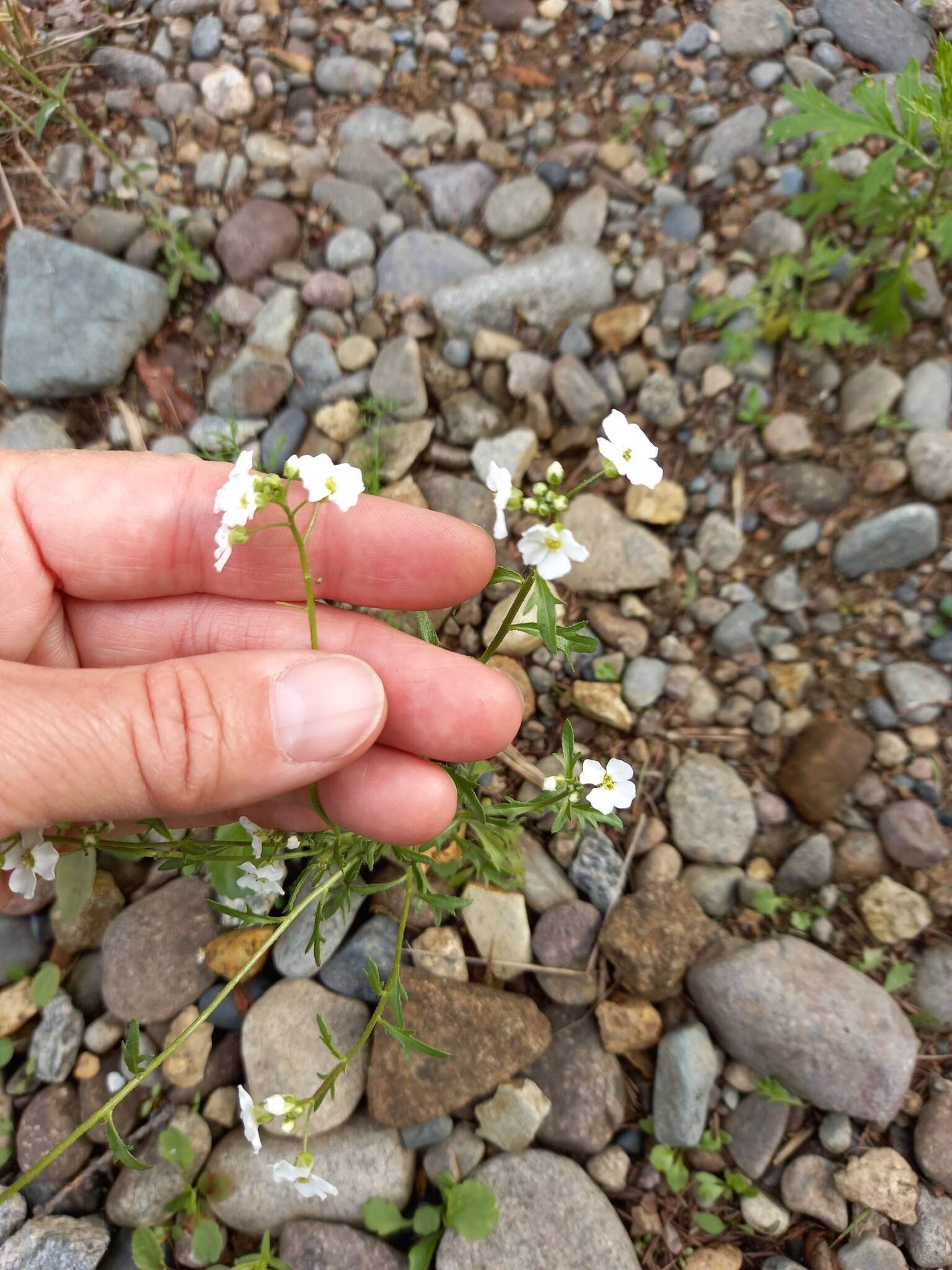 Image de Dontostemon pinnatifidus (Willd.) Al-Shehbaz & H. Ohba