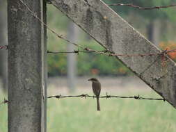 Image of Brown Shrike