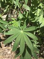 Image of Lupinus latifolius subsp. wigginsii (C. P. Sm.) P. Kenney & D. B. Dunn