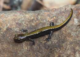 Image of Coeur d'Alene Salamander