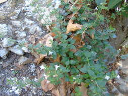 Image of lesser calamint