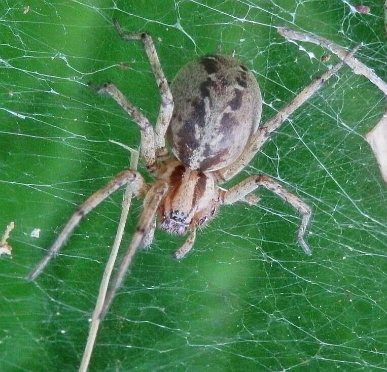 Image of Agelena labyrinthica (Clerck 1757)