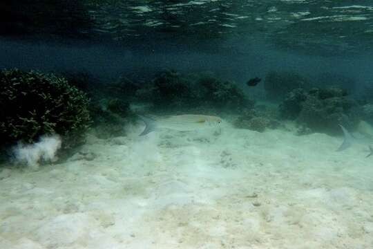 Image of Bluespot mullet