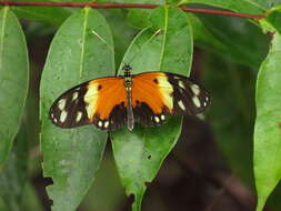 Imagem de Heliconius numatus Cramer 1780