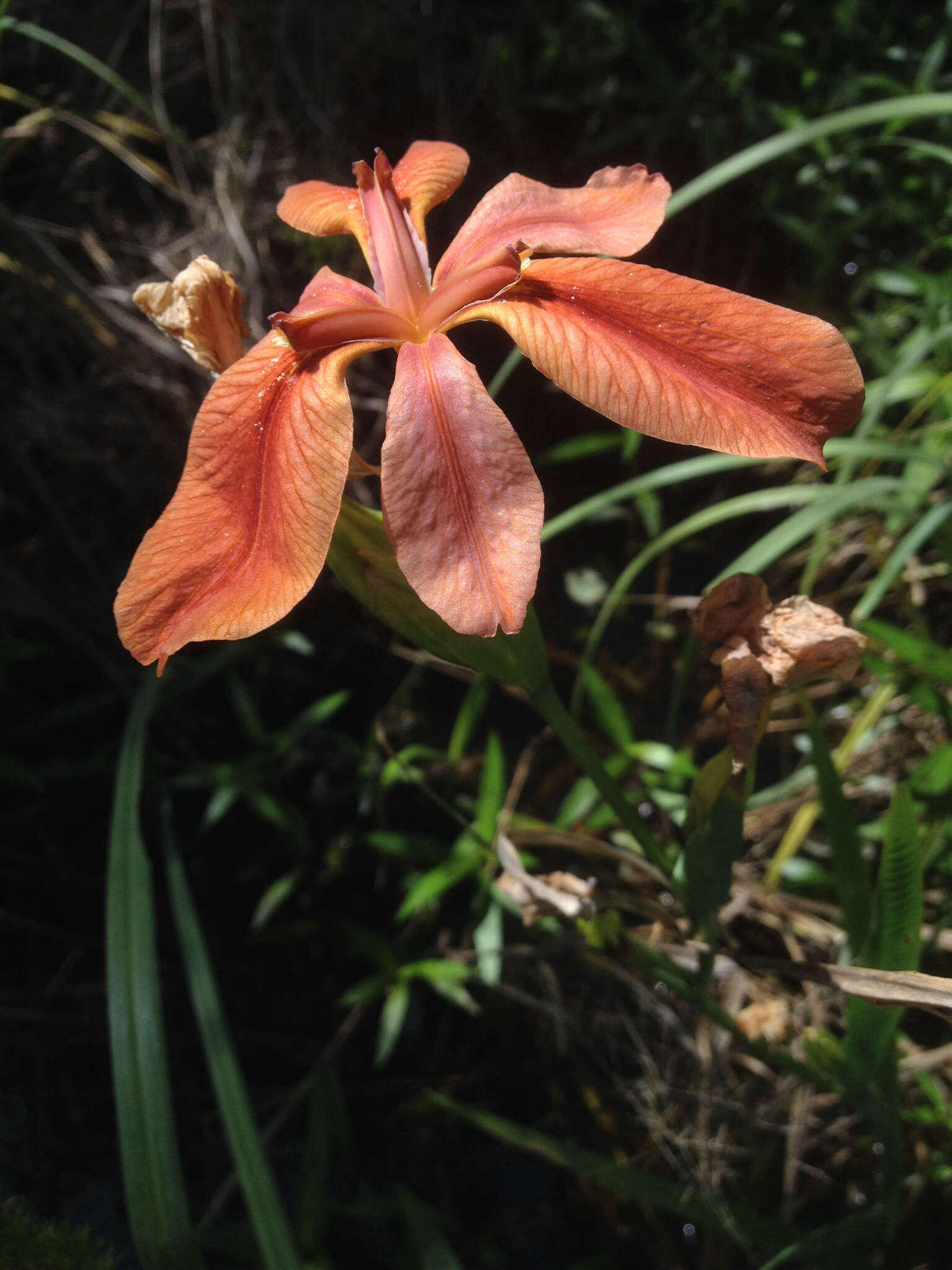 Image of copper iris