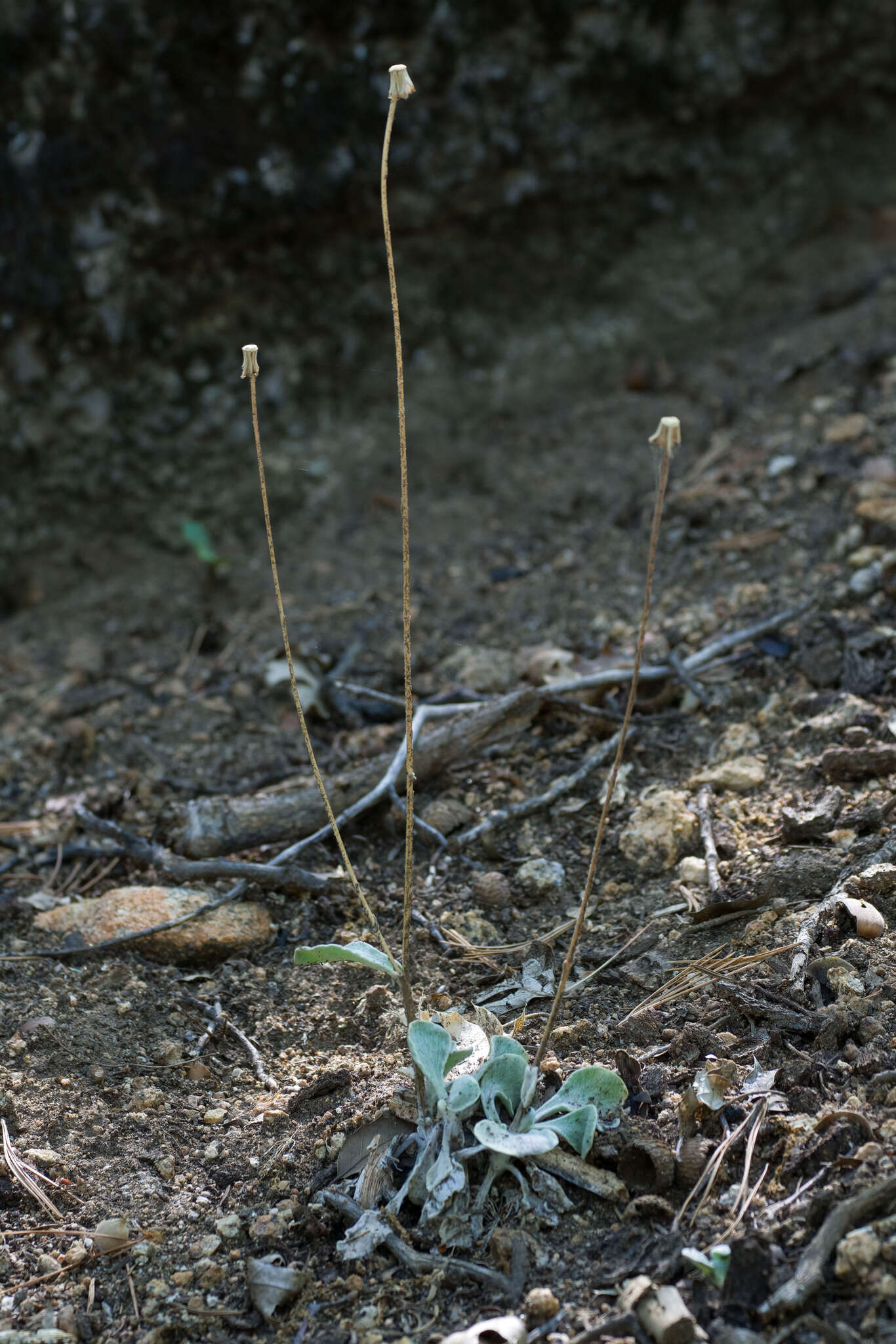 Plancia ëd Hulsea vestita subsp. callicarpha (Hall) Wilken