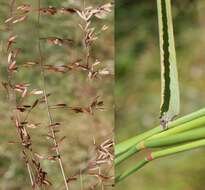 Imagem de Ehrharta calycina Sm.