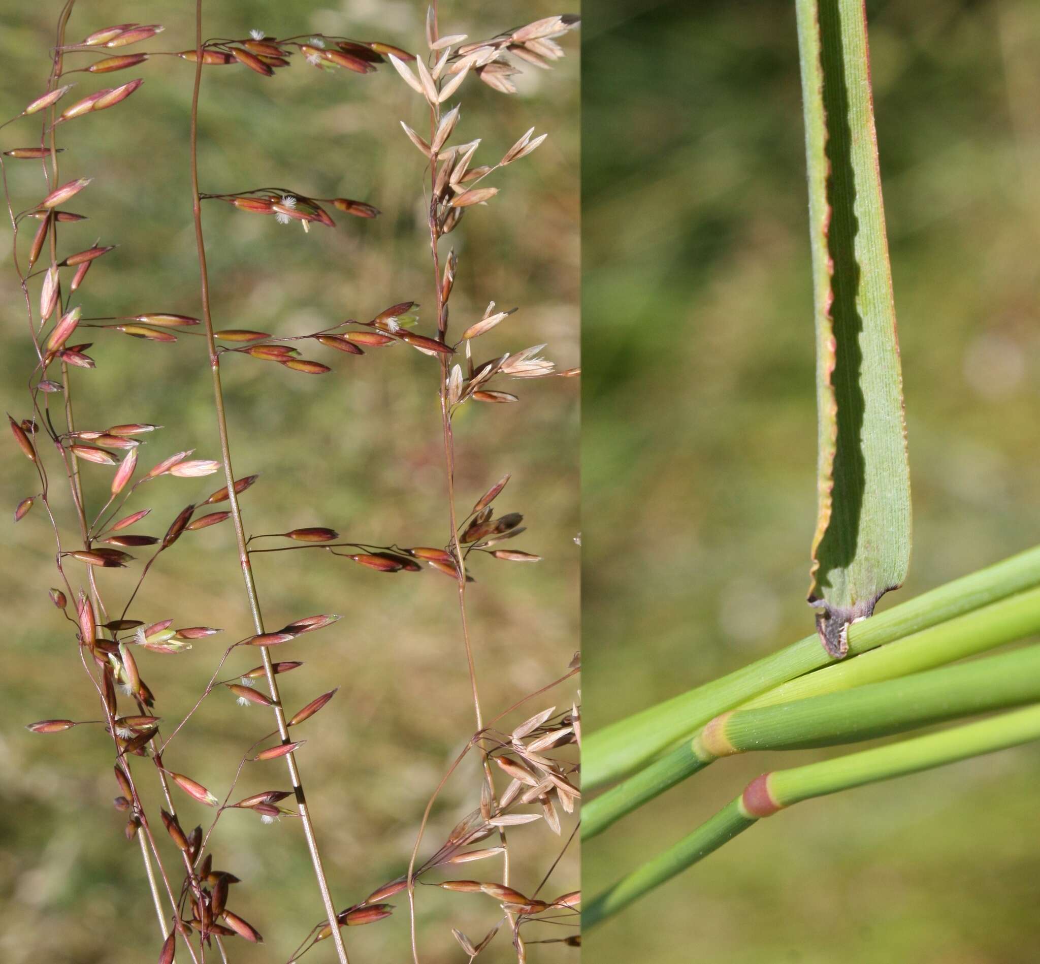 Imagem de Ehrharta calycina Sm.