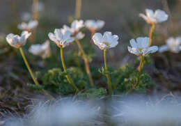 Слика од Callianthemum sajanense Witasek