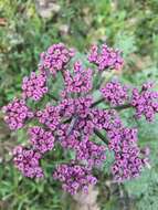 Imagem de Lomatium columbianum Mathias & Constance