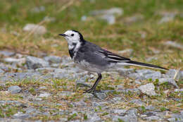 Image of Motacilla alba yarrellii Gould 1837