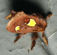 Image of Nanina Oak-Slug Moth