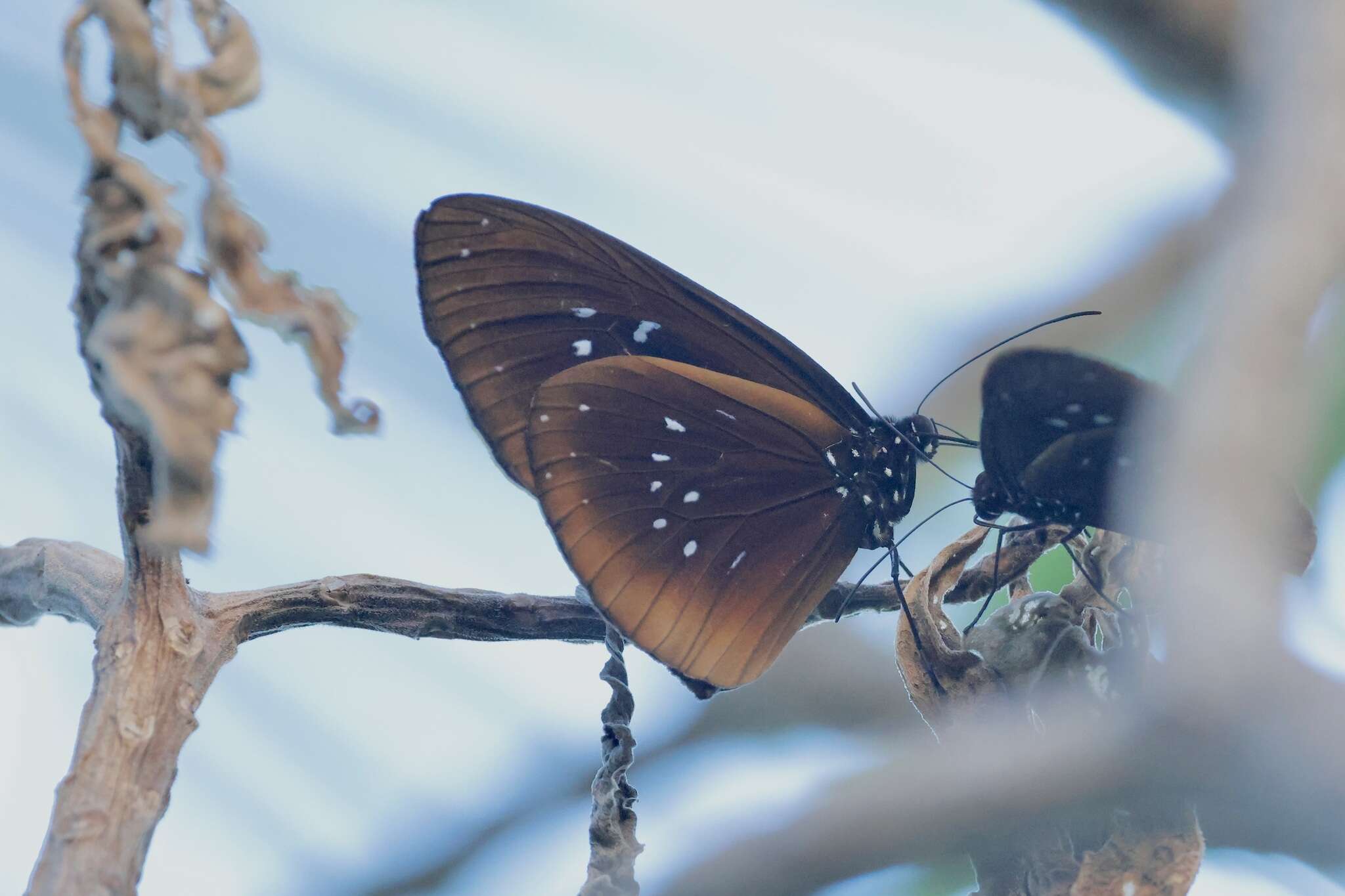 Image of Euploea boisduvalii Lucas 1853