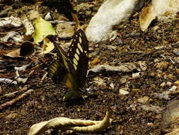 Image of Ornythion Swallowtail