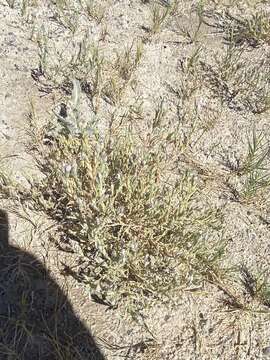 Image of Tecopa Salt-Bird's-Beak