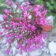 Image of Zygaena rubicundus