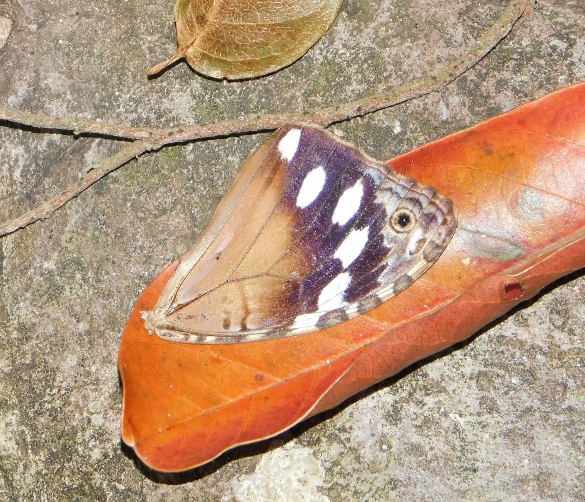 Image of Manataria maculata Hopffer 1874