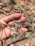 Image of spear globemallow