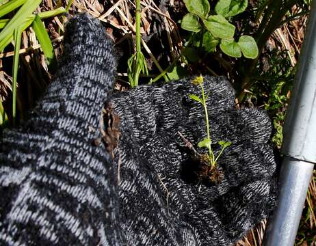 Image of pygmy buttercup