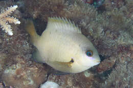 Image of dusky farmerfish