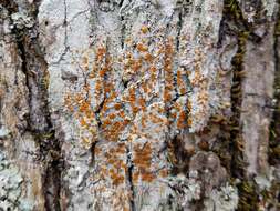 Sivun Brigantiaceae kuva