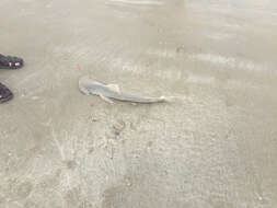 Image of Bonnethead Shark