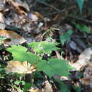 Image of Ainsliaea acerifolia Sch. Bip.