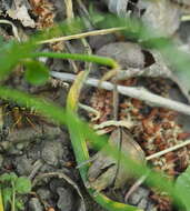 Image of Puccinia rossiana (Sacc.) Lagerh. 1890