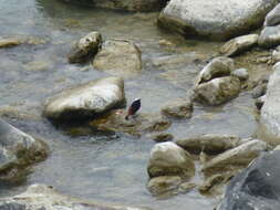 Image of White-capped Redstart