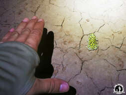 Image of Sonoran Green Toad