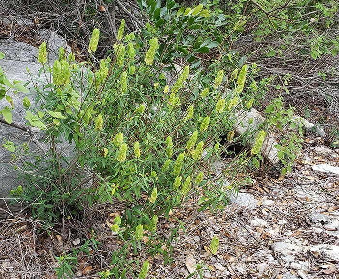 Yeatesia platystegia (Torrey) R. A. Hilsenbeck resmi