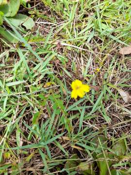 Image de Goodenia mystrophylla