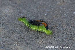 Image of Ammophila placida F. Smith 1856