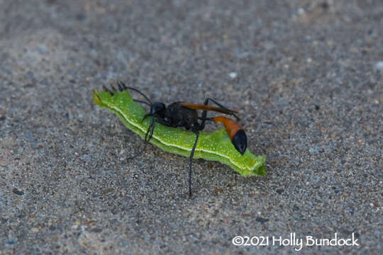 Слика од Ammophila placida F. Smith 1856