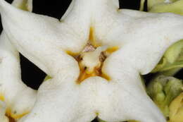 صورة Philibertia latiflora (Griseb.) Goyder