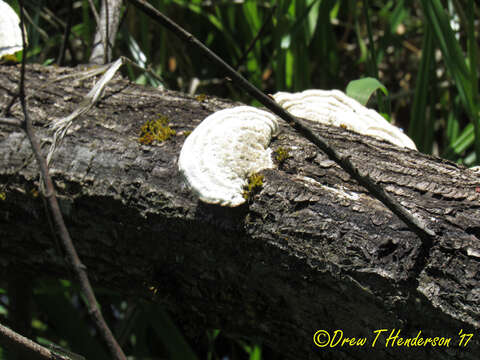 Image of Trametes gibbosa (Pers.) Fr. 1838