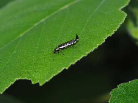 Image of <i>Ichthyurus nigripennis</i> Pic 1913