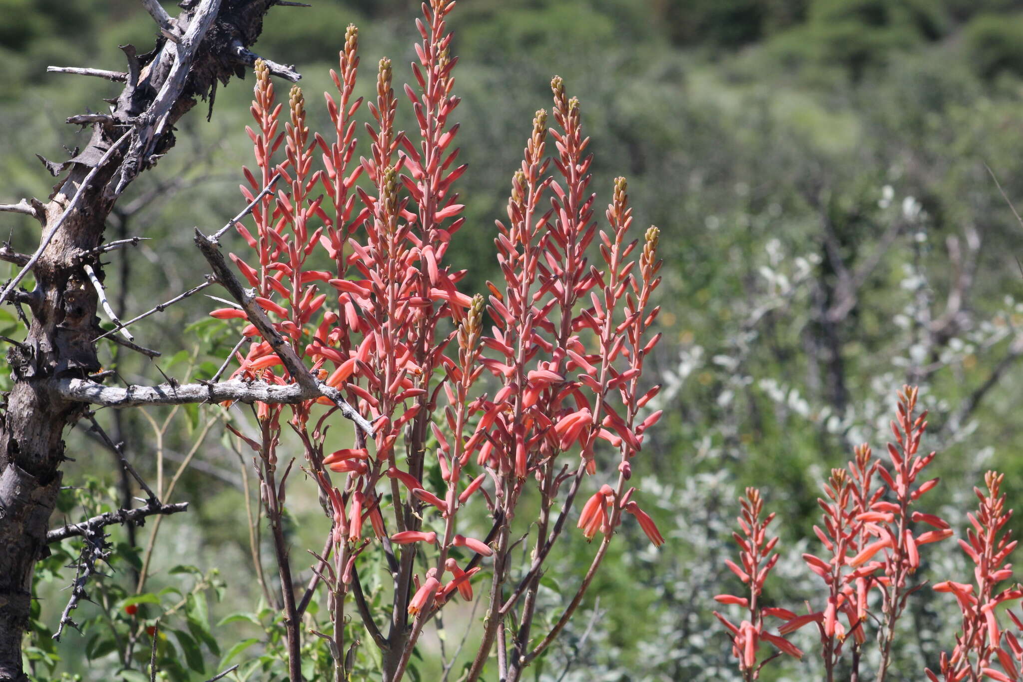 Aloe zebrina Baker resmi