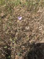 Image de Brodiaea orcuttii (Greene) Baker