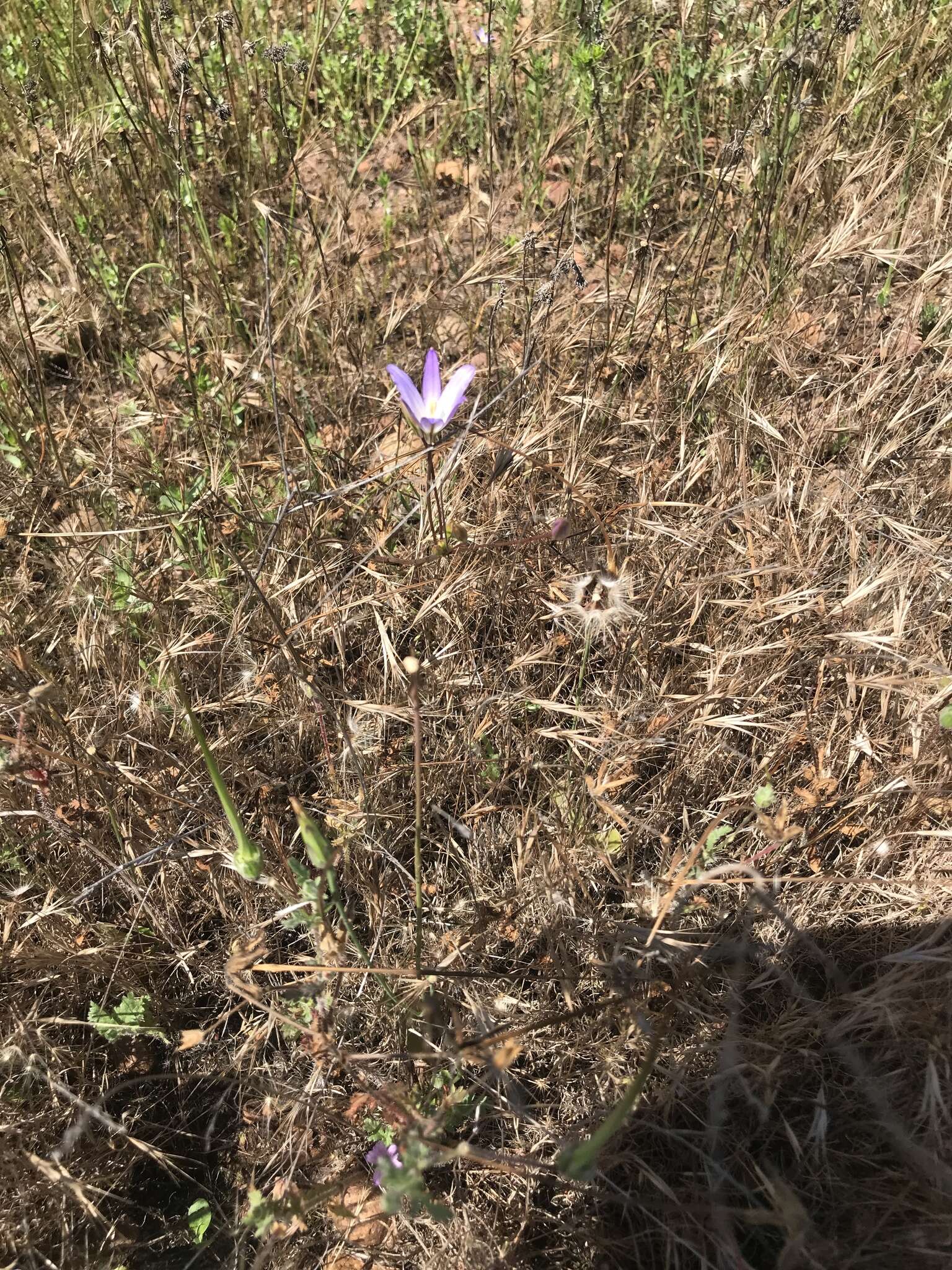 Image de Brodiaea orcuttii (Greene) Baker