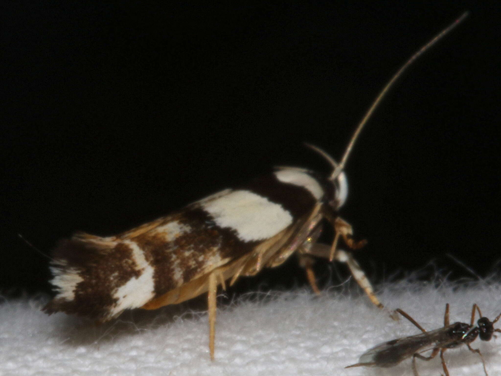 Image of Macrobathra euryleuca Meyrick 1886