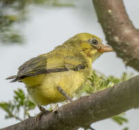 Image of Pale White-eye