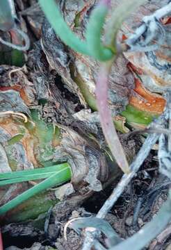 Image of Albuca caudata Jacq.