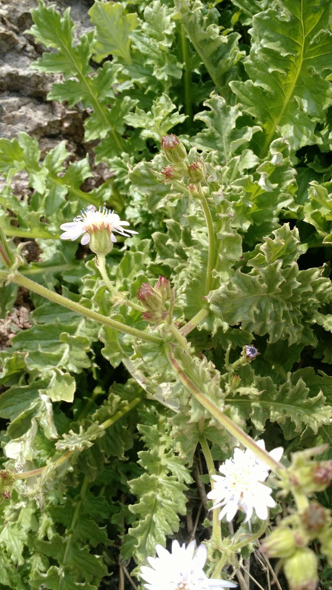 Leucheria runcinata Gill. & D. Don resmi